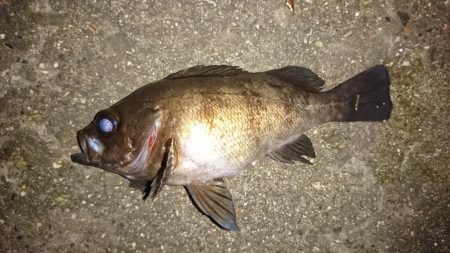 フロートリグでメバリング